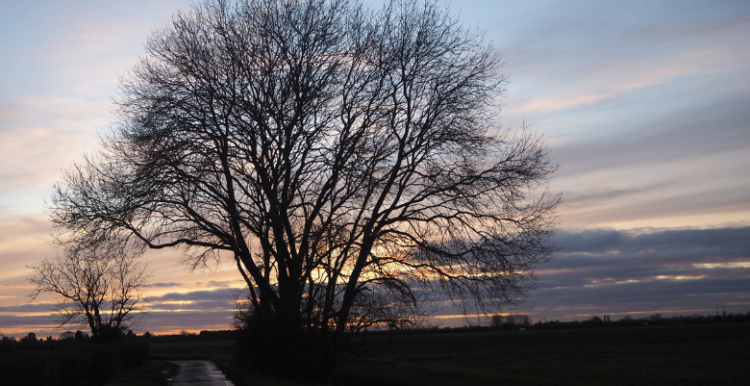 Silhouette of a tree in Winter against a sunset 